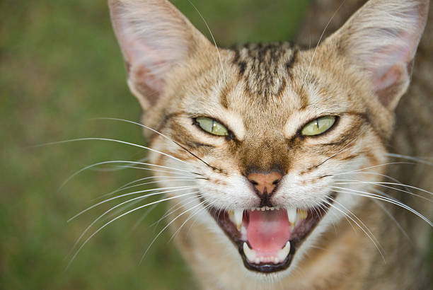 Gatto spalancati aperto - foto stock