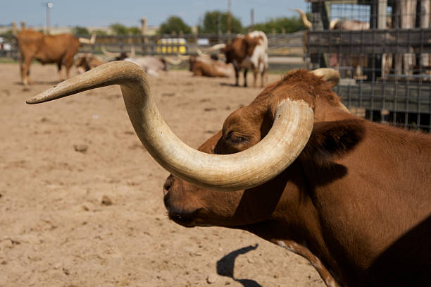 техасский длиннорогий - bull texas longhorn cattle horned white стоковые фото и изображения
