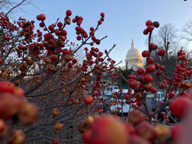 istock red berries and Capitol Hill 916199938