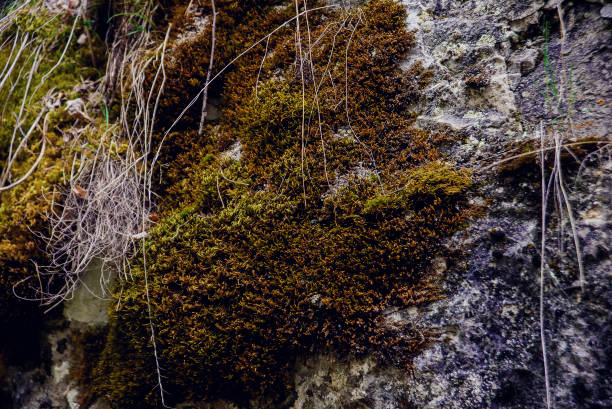 istock texture of natural stone 916200760