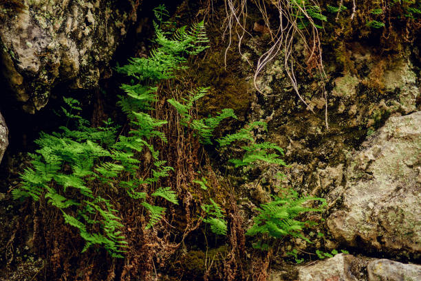istock The moss on the rocks near the stream. 916200804