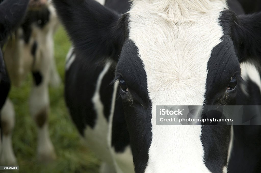El rostro de una vaca - Foto de stock de Agricultura libre de derechos