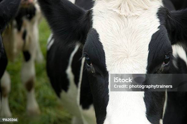 El Rostro De Una Vaca Foto de stock y más banco de imágenes de Agricultura - Agricultura, Aire libre, Animal