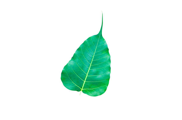 istock Green Bo leaves, leaves that are important in Buddhism isolate on white 916203148
