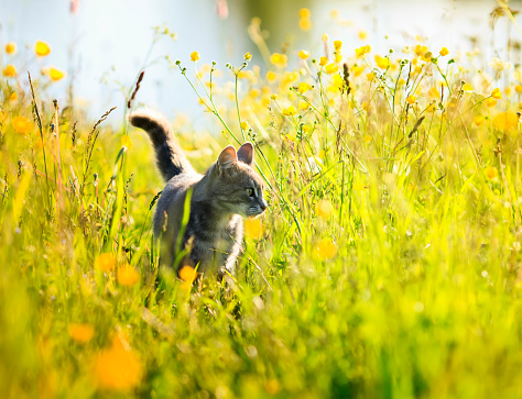 funny cute striped kitty walks on a green Sunny bright flowering meadow in the summer