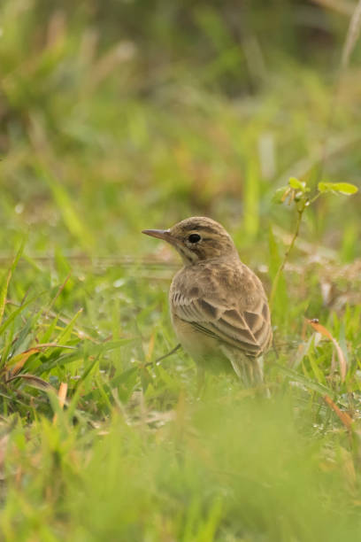 istock Paddyfield Pipit - Anthus novacseelandiae 916205414