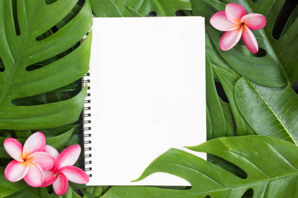 istock Tropical top summer botanical concept still life 916205892