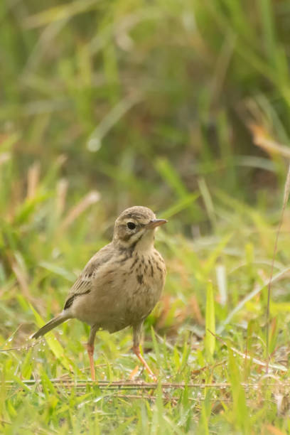 istock Paddyfield Pipit - Anthus novacseelandiae 916206020