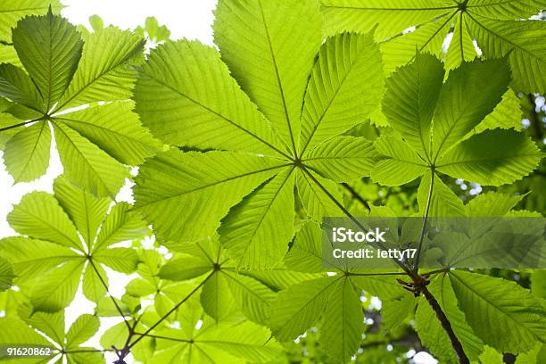 Castanha Fundo De Folhagem - Fotografias de stock e mais imagens de Beleza natural - Beleza natural, Castanheiro - Árvore de folha caduca, Cena de tranquilidade