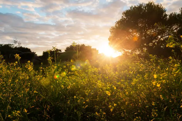 green field with yellow flowers in the light of sunset, with the orange sun shining between the trees and a blue sky with clouds