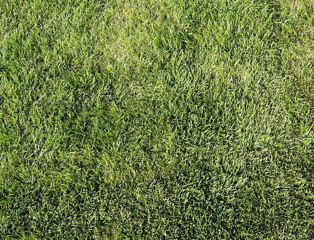 grass stock photo