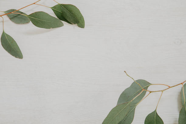 istock Green eucalyptus leaves on white, wooden table 916212628