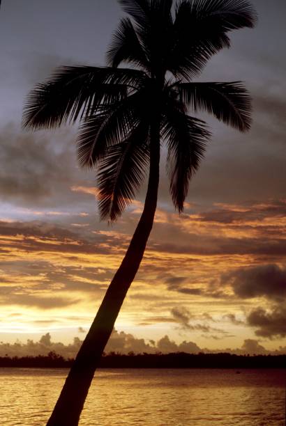 istock Palm trees silhouette in front of sunset 916212648