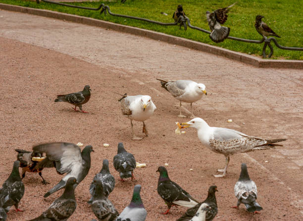 istock Birds in the city square. Seagulls, pigeons, crows, sparrows. 916212780