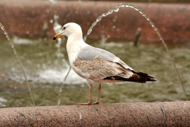 istock Seagull in the urban landscape. 916213032