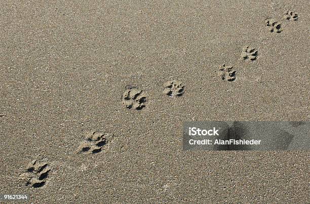 Paw Prints Auf Sandstrand Stockfoto und mehr Bilder von Farbbild - Farbbild, Fotografie, Fußabdruck