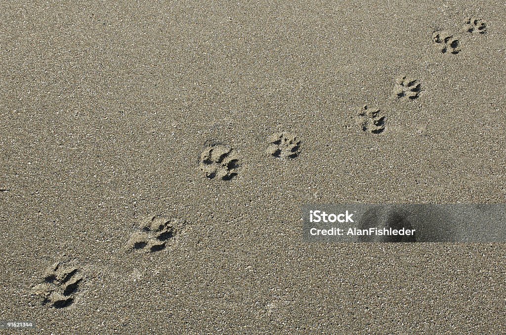 Принтом в виде отпечатков лап на песчаном пляже - Стоковые фото Без людей роялти-фри