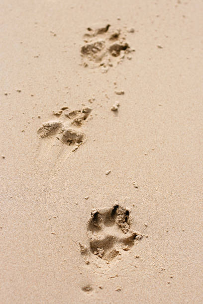 dog's łapa drukuje w piasek - dog paw print beach footprint zdjęcia i obrazy z banku zdjęć