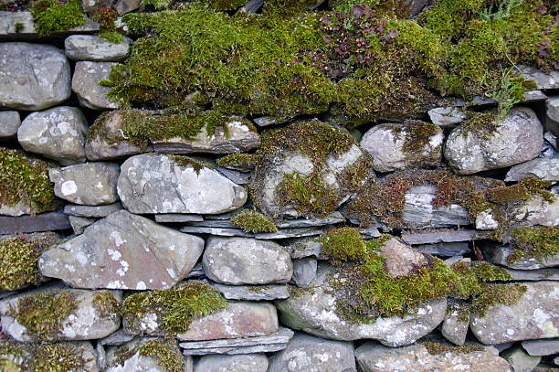 Detail of Moss Covered Dry Stone Wall stock photo