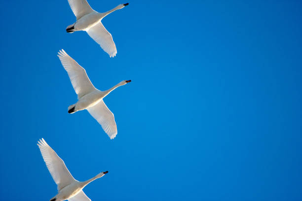 geese and a blue sky - bird leadership flying goose imagens e fotografias de stock