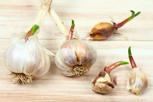 istock Garlic in the pantry is sprouting due to approaching spring 916219864