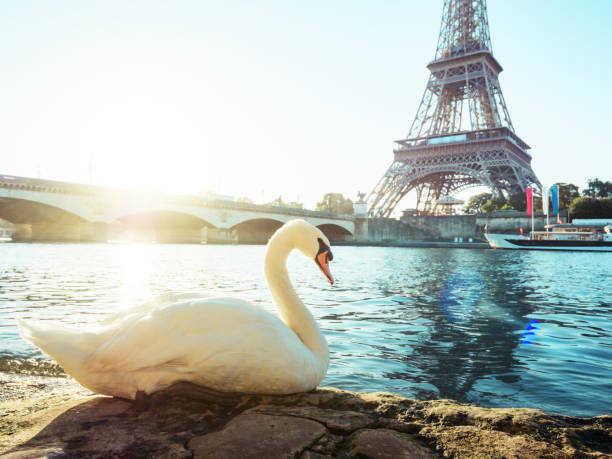 istock white swan and Eiffel tower, Paris. France 916223100