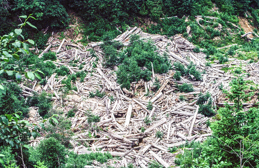 An elevated image of tree logs that were swept away by the mud flows of Mount Saint Helen's eruption in July 1980. This image was taken one year later and green growth is already occurring.