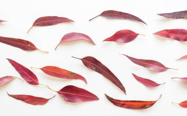 Falling colored leaves set isolated on white. Beautiful autumn leaves.