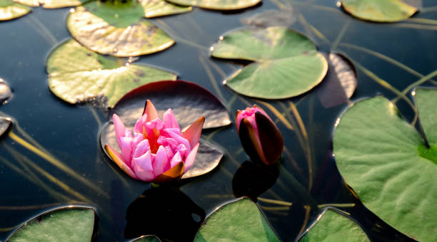 istock Pink lotus flower in pool 916230480