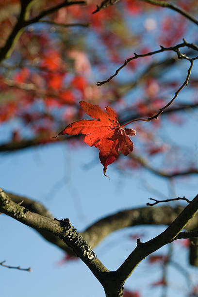 One red autumn leaf left on the tree stock photo