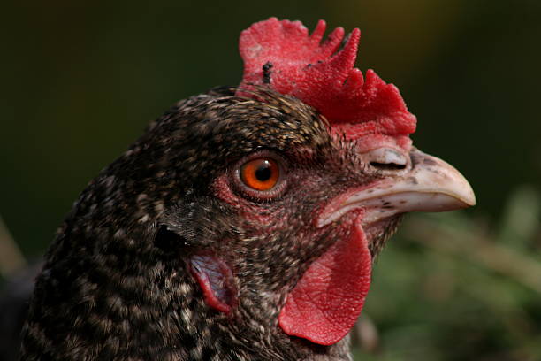 liberdade de galinha - aggriculture - fotografias e filmes do acervo