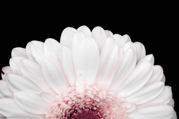 beautiful pink and white gerbera isolated on black