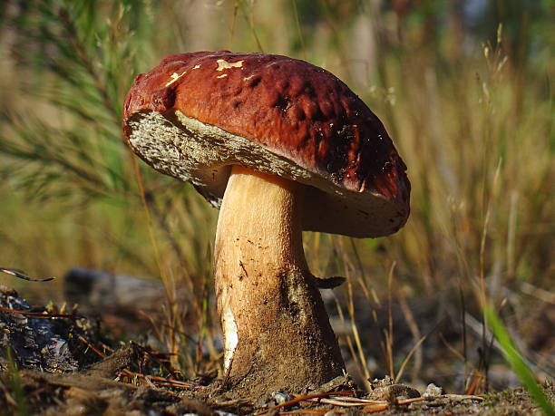 Photo of White Mushroom (cep)