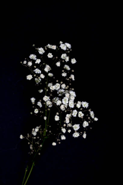 istock twigs with beautiful small white flowers isolated on black 916235512