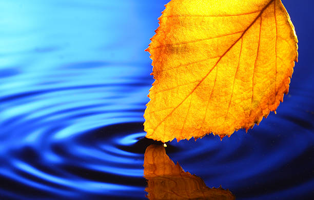 istock yellow leaf near water 91623569