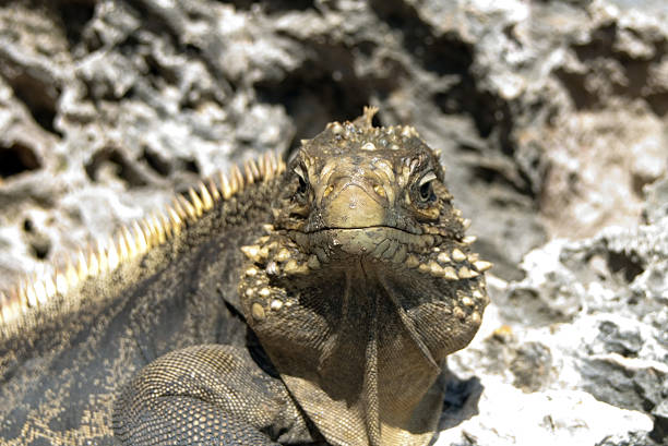 istock Iguana's portrait in a landscape 91623585