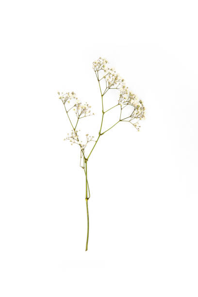 istock small white flowers on twig isolated on white 916237734