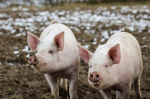 Organic Danish Pigs on the organic danish farm in the countryside in winter.