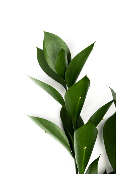 istock twig with green leaves isolated on white 916238574