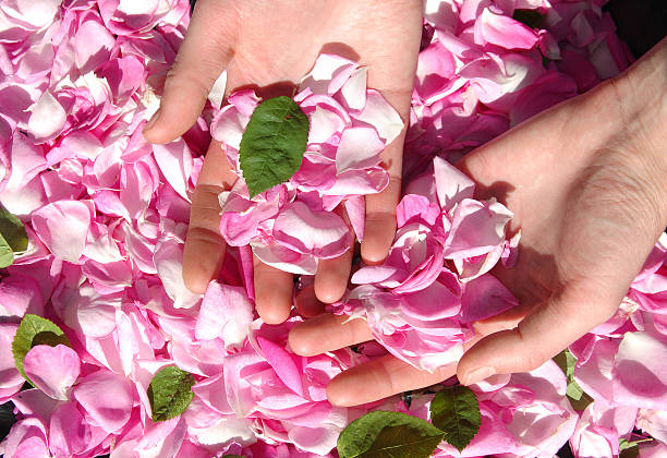 istock Petals of roses 91624035