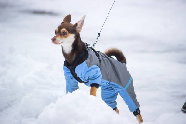 istock Small dog in a dress 916241156