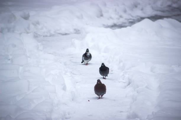 three pigeons walk along a snowy road