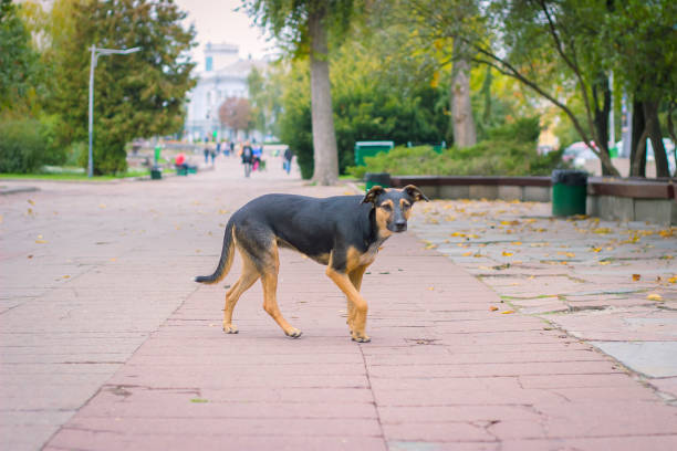 istock Stray dogs on street 916241336