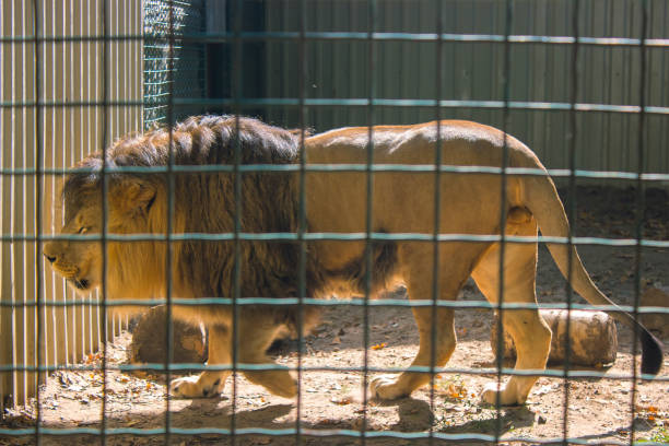 istock a wonderful lion mourns 916241620
