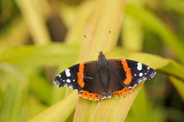 istock The last butterfly at autumn. 916245178