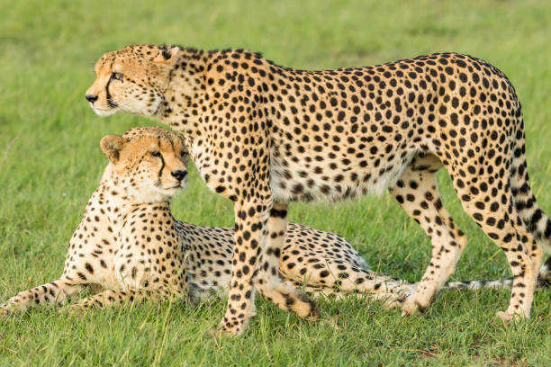 istock Cheetahs Hunting / preying 916245502