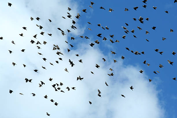 istock Large flock of starling birds 91624657