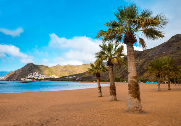 istock palm trees Playa de las Teresitas Beach, Tenerife 916249442