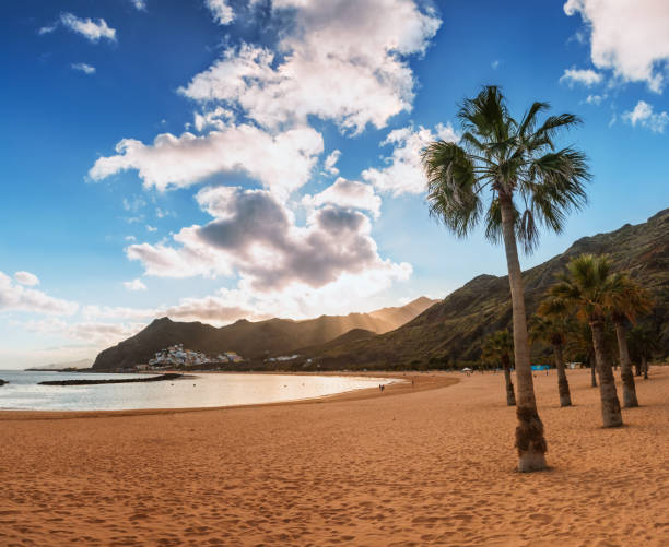 istock palm trees Playa de las Teresitas Beach, Tenerife 916249494