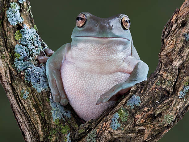 raganella a riposo - whites tree frog foto e immagini stock